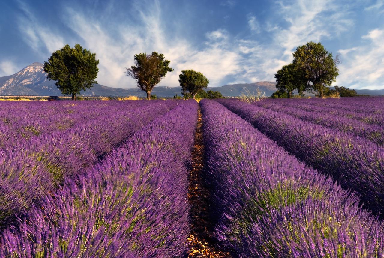 Chalet Mont Ventoux Et Chalet Vip Camaret-sur-Aigues 部屋 写真